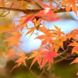 泉自然公園 X-H1 紅葉