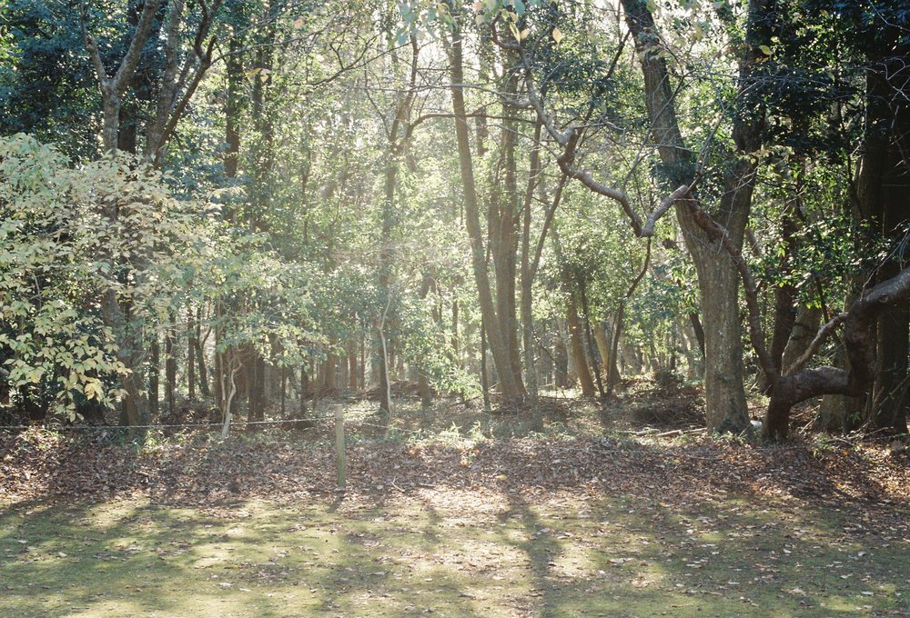 Kodak GOLD200