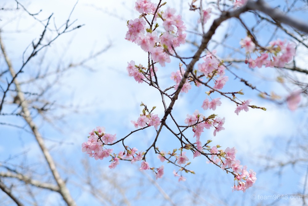 茂原公園　桜