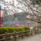 茂原公園 梅