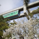 千葉公園 桜 花見