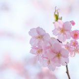 河津桜 しらこ温泉桜まつり