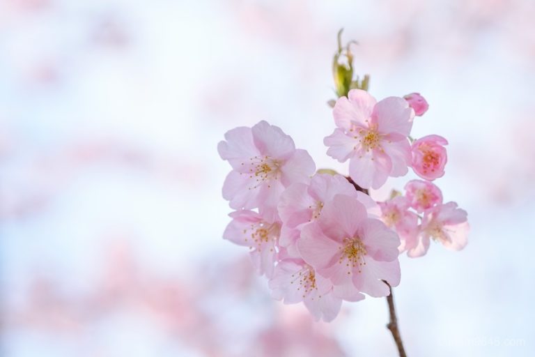 長生郡白子町 しらこ温泉桜祭りで早咲きの河津桜を撮ってきた Fujifilm X H1 Xf90mm F2 Xf16 55mm F2 8 ちばろぐ Chiba Log