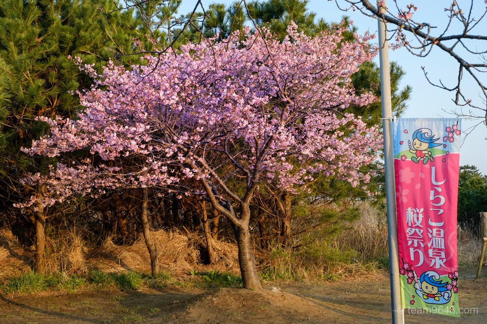 しらこ温泉桜祭り
