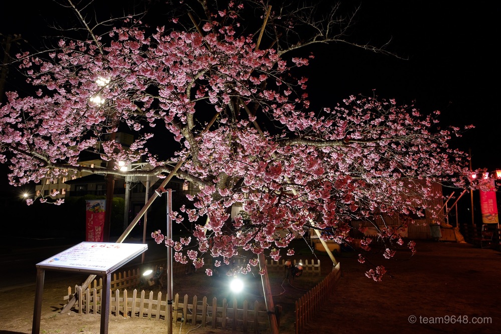 しらこ温泉桜祭り　ライトアップ