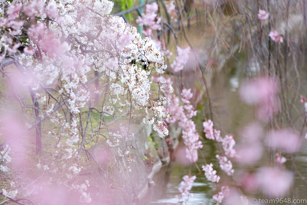 千葉公園　桜　花見
