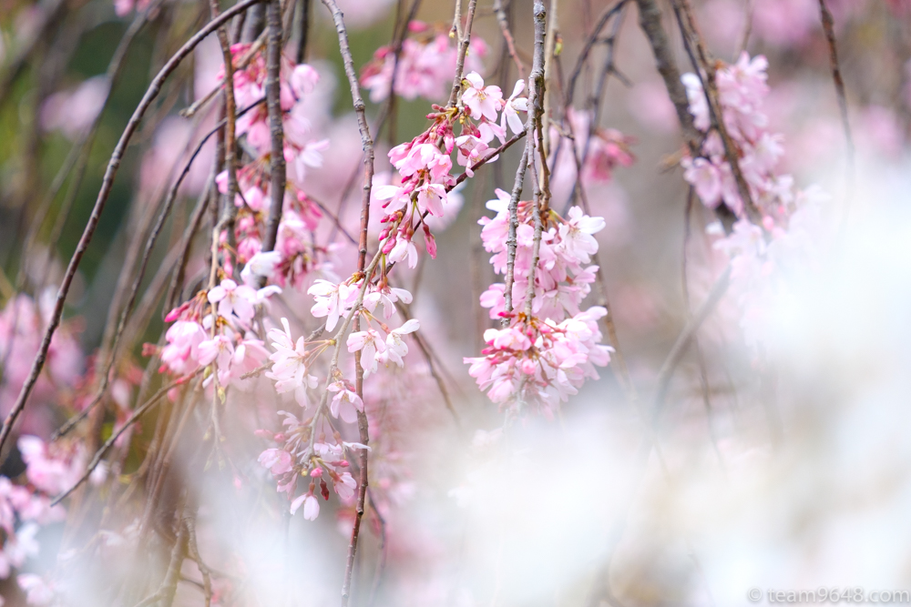 千葉公園　桜　花見