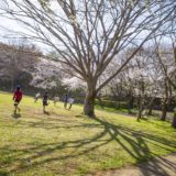 GR3 桜