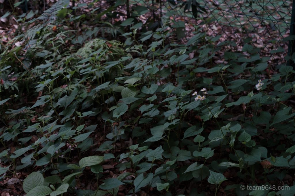 X-H1 Contax Gマウント プラナー 作例