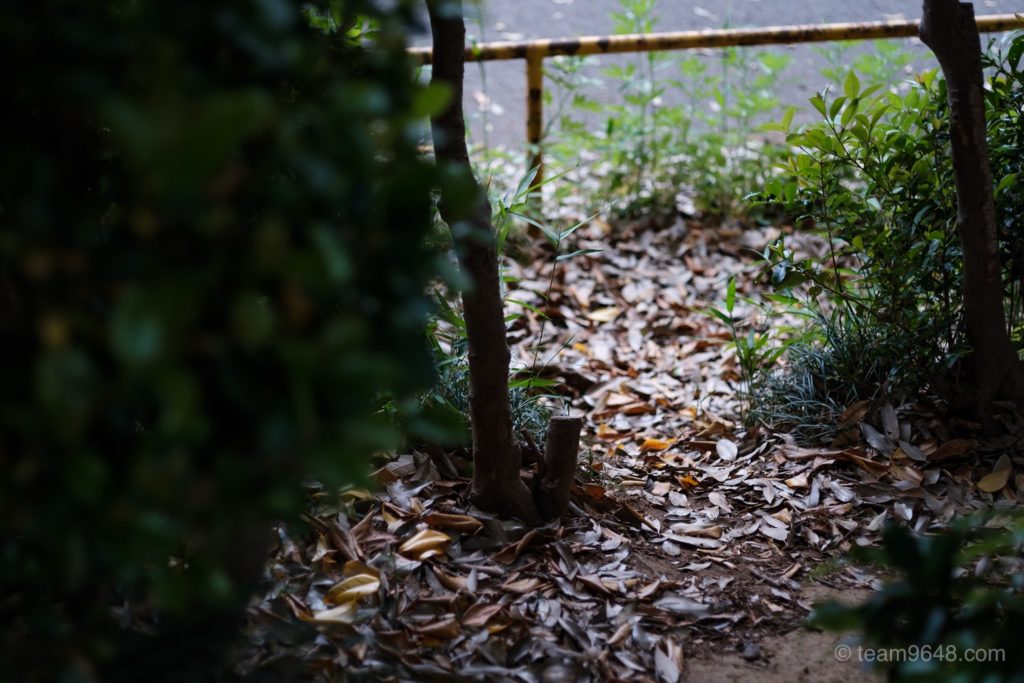 X-H1 Contax Gマウント プラナー 作例