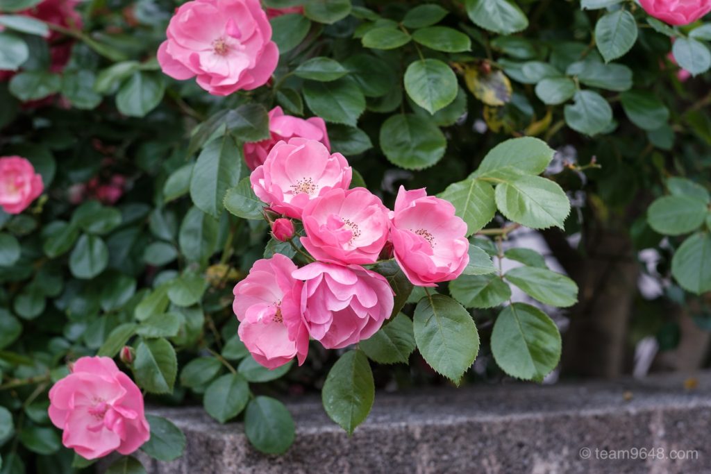 X-H1 Contax Gマウント プラナー 作例