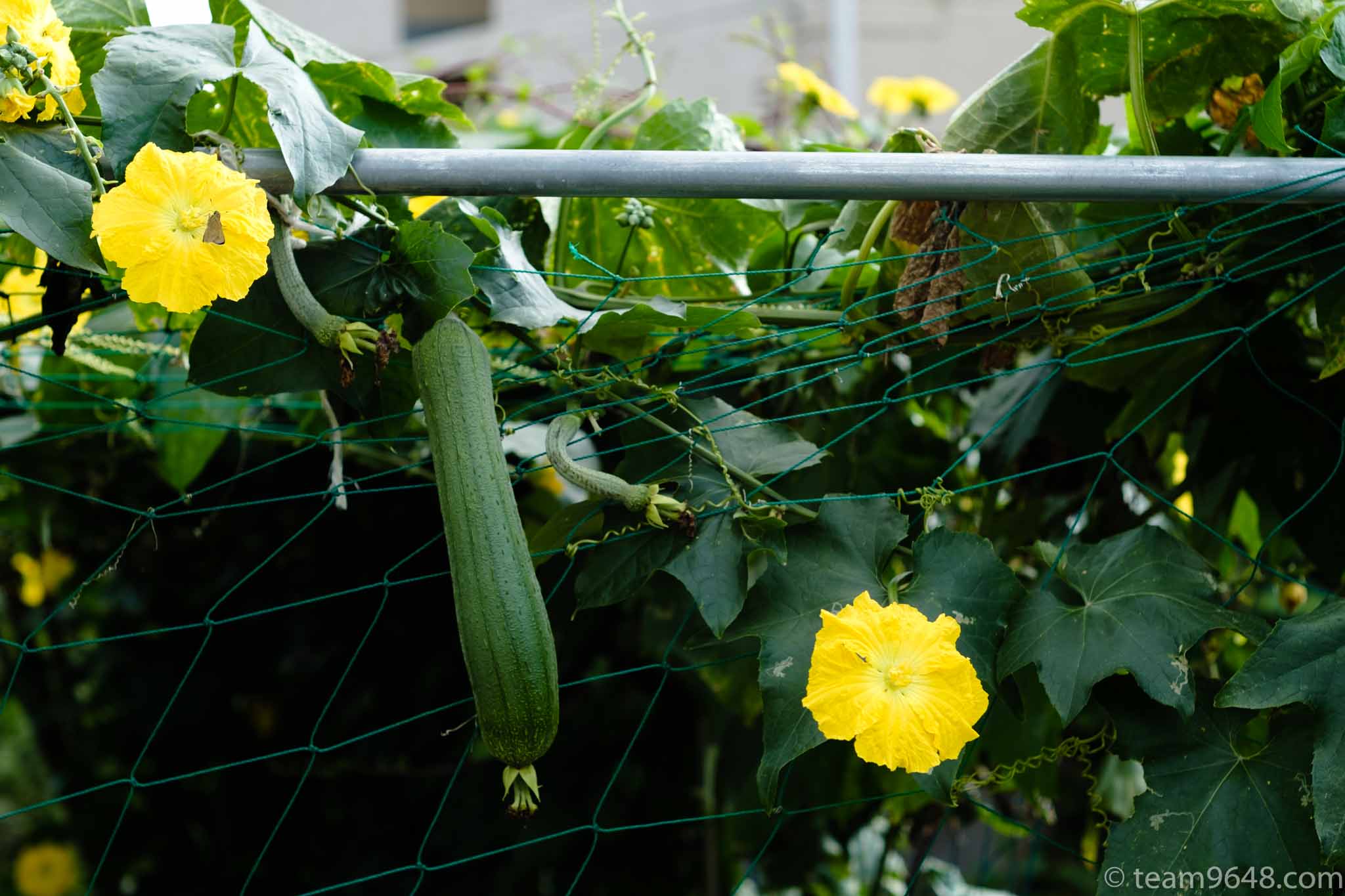 X-H1 smc PENTAX-M 50mm f1.7 作例