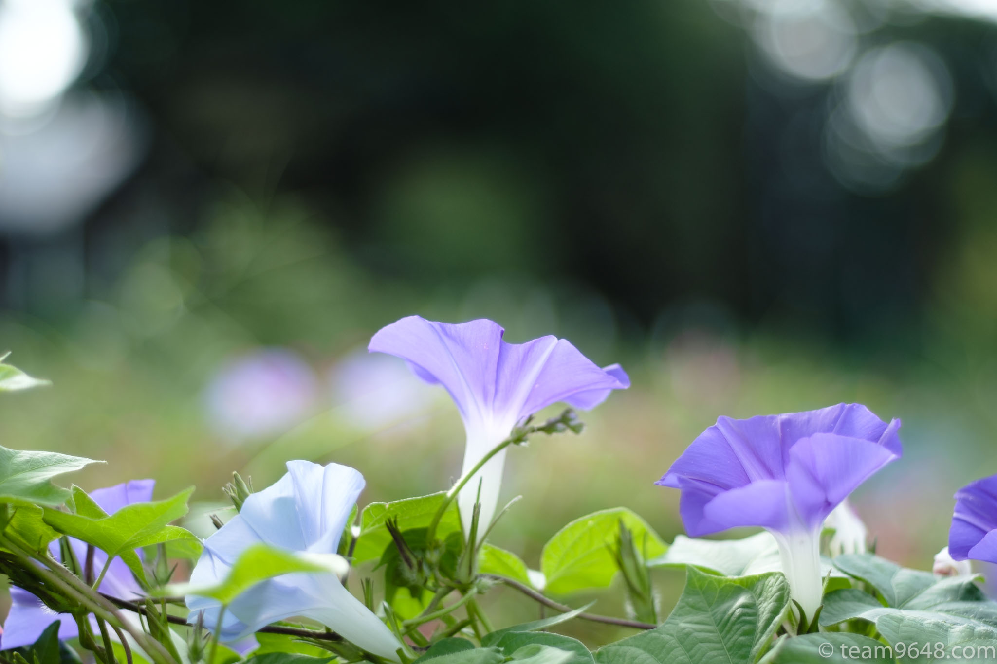 X-H1 smc PENTAX-M 50mm f1.7 作例