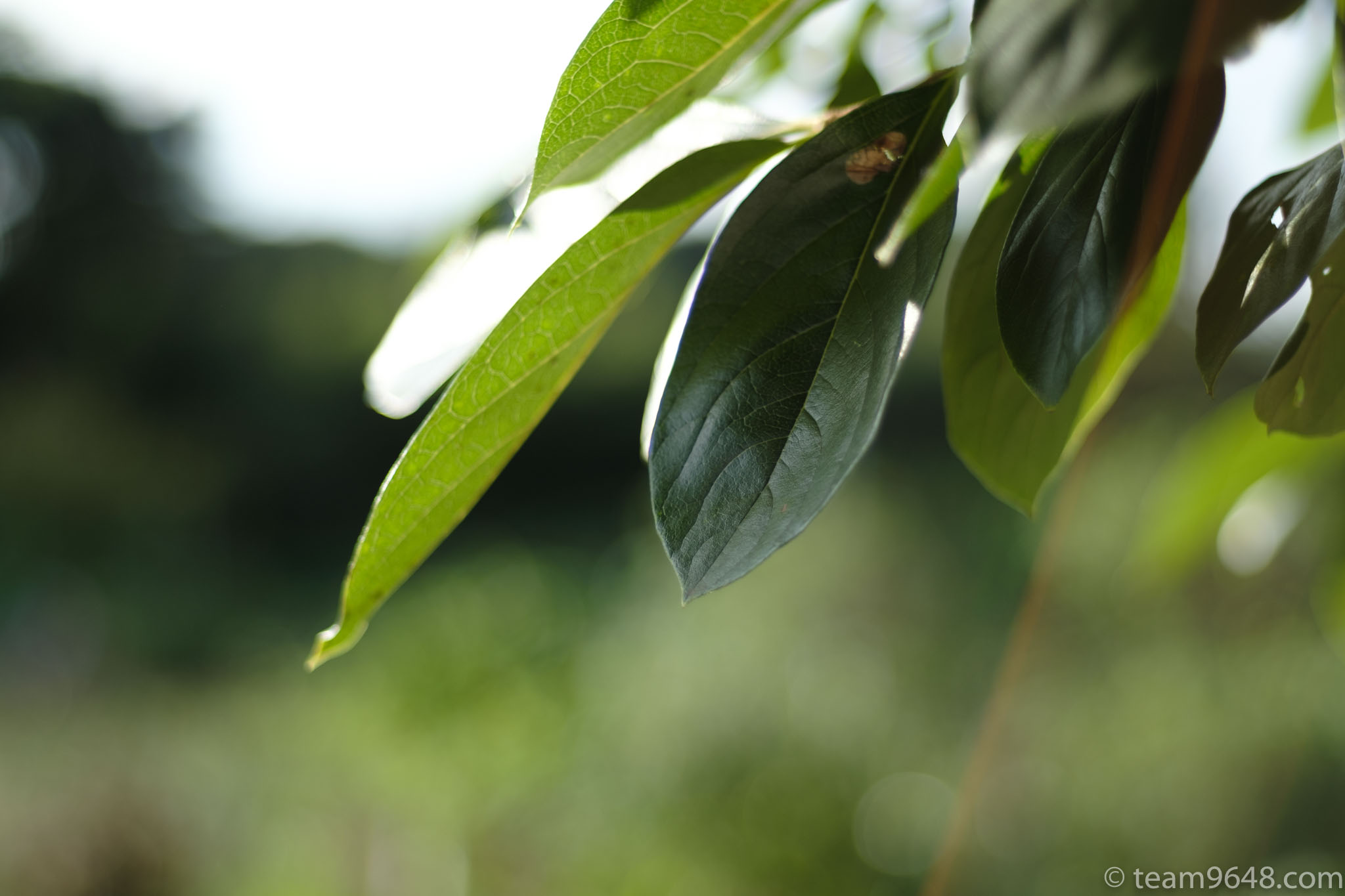 X-H1 smc PENTAX-M 50mm f1.7 作例