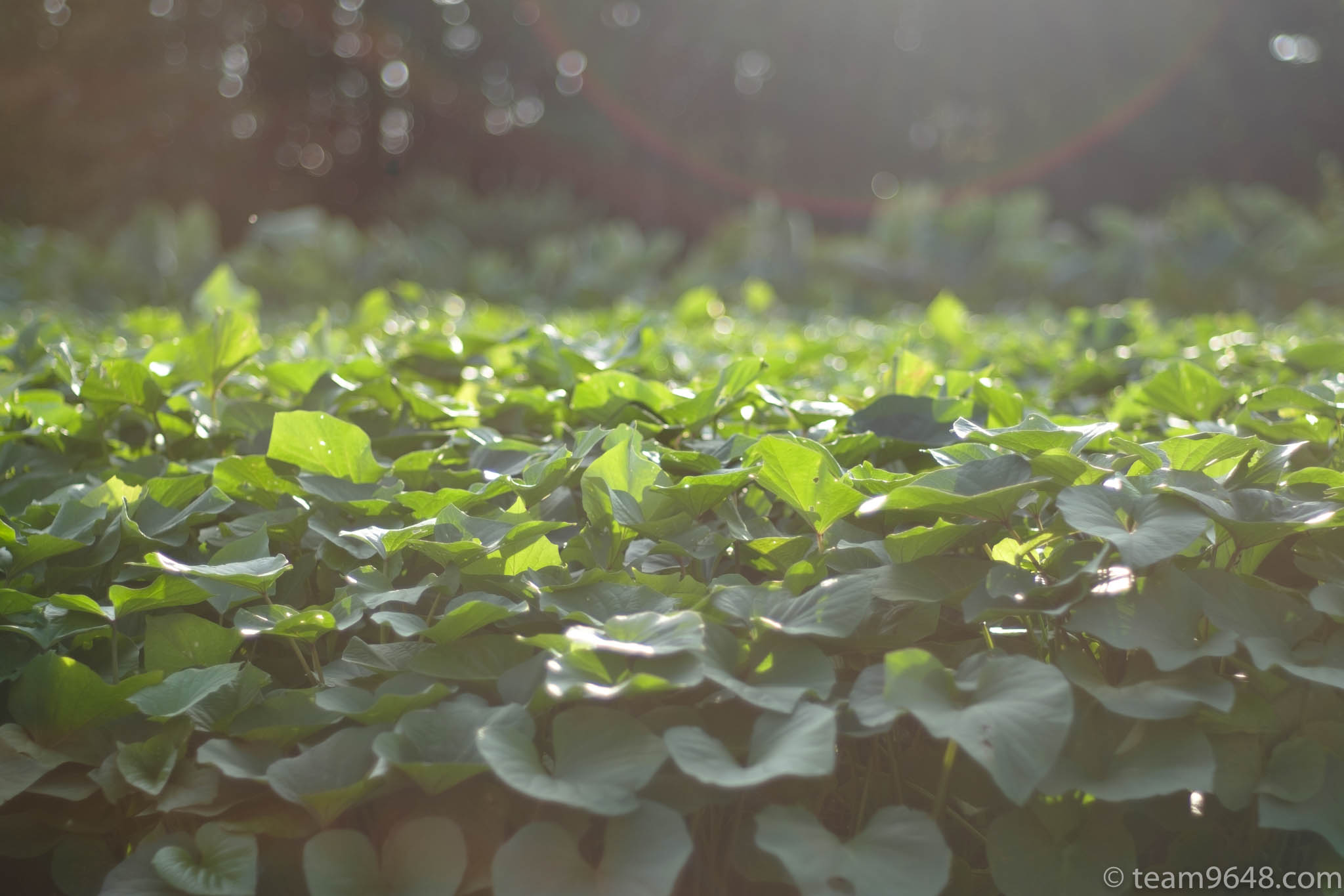 X-H1 smc PENTAX-M 50mm f1.7 作例 ゴースト