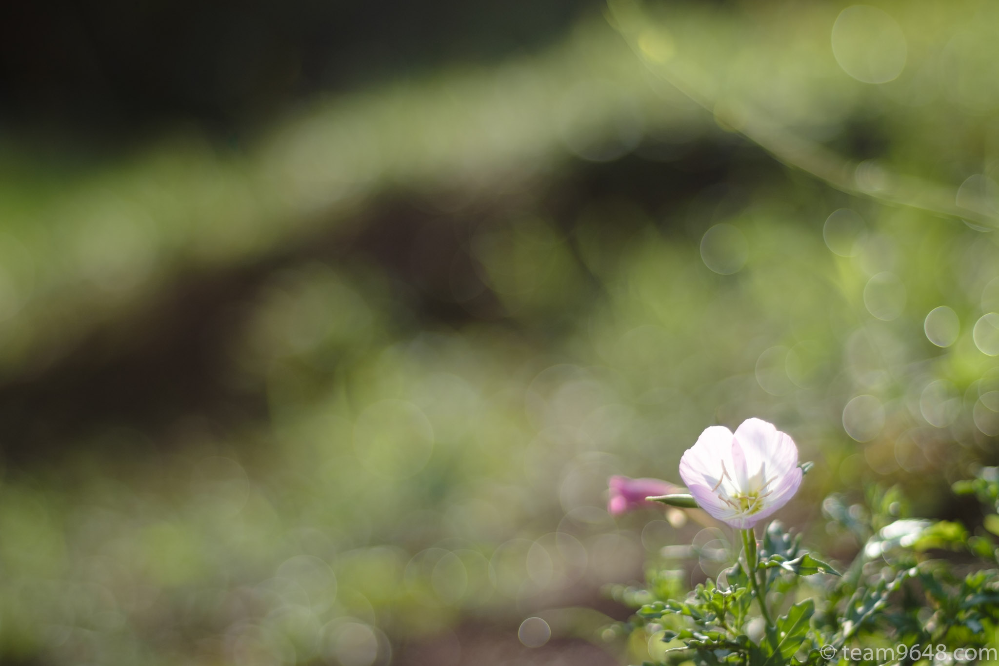 X-H1 smc PENTAX-M 50mm f1.7 作例