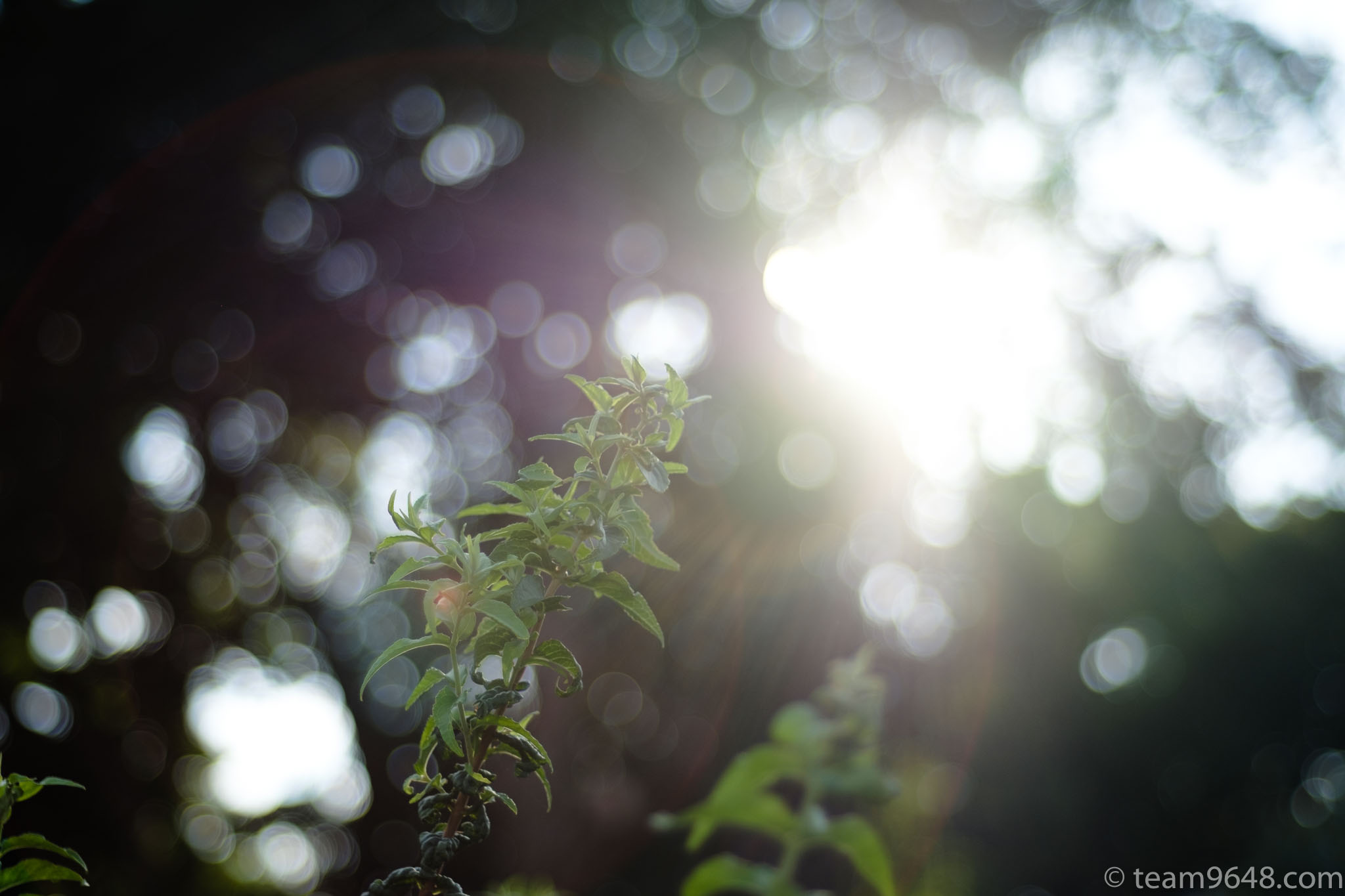 X-H1 smc PENTAX-M 50mm f1.7 作例