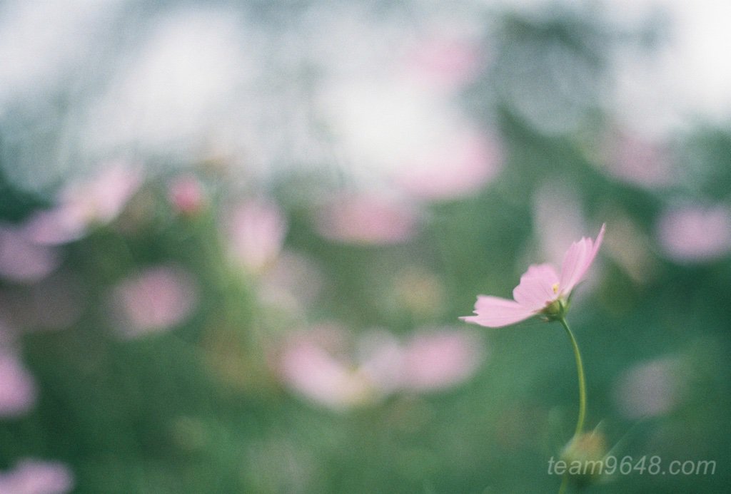 CONTAX RXとPlanar50mm 業務用400の作例