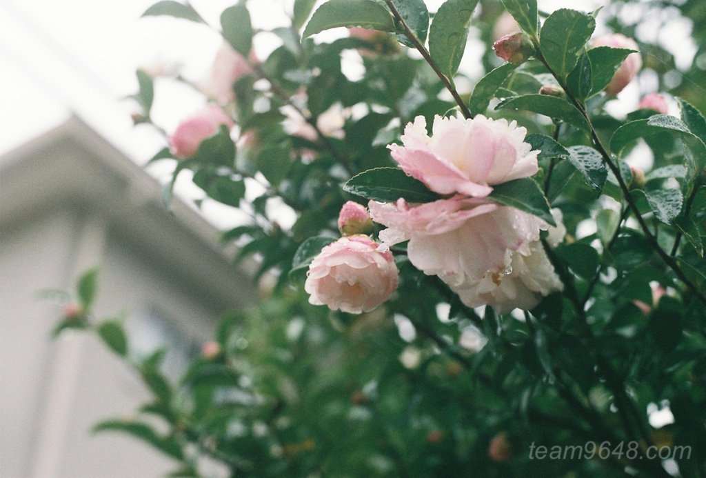 CONTAX RXとPlanar50mm 業務用400の作例