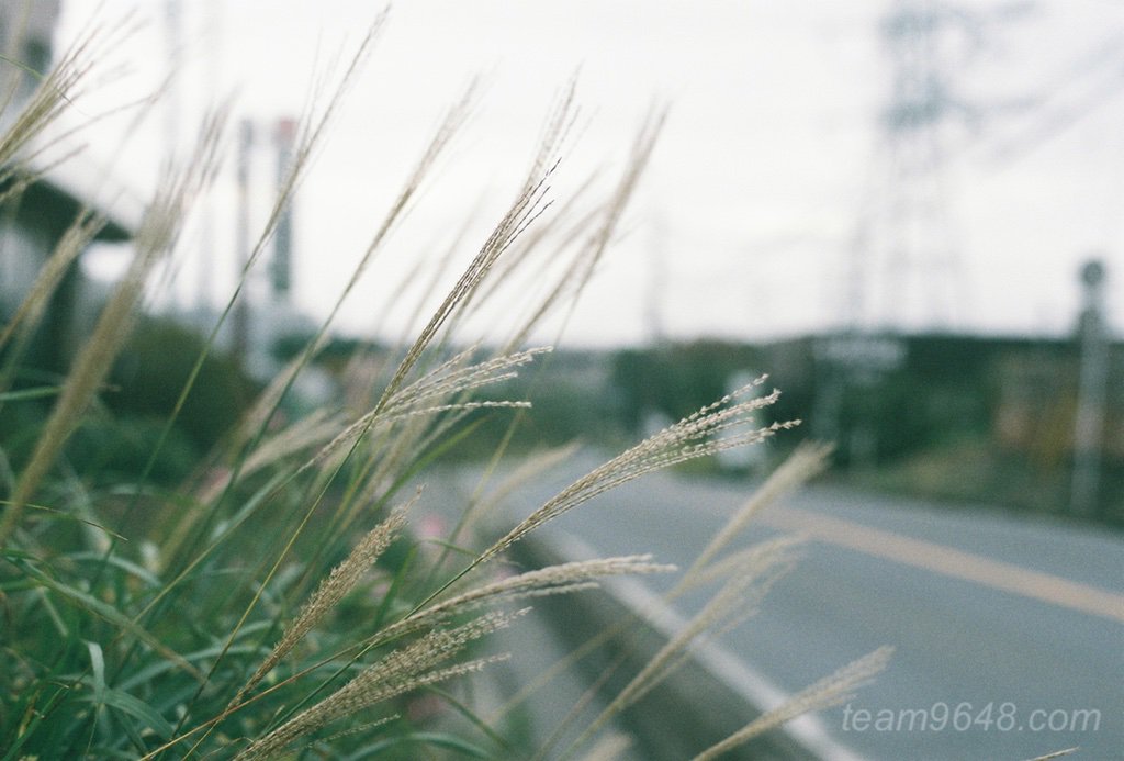 CONTAX RXとPlanar50mm 業務用400の作例
