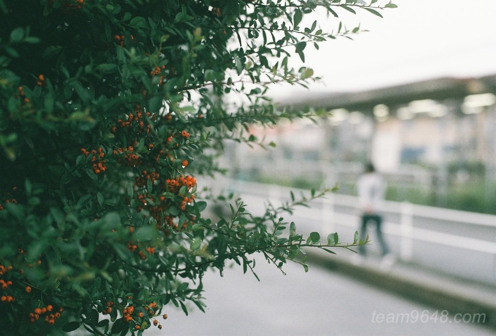 CONTAX RXとPlanar50mm 業務用400の作例