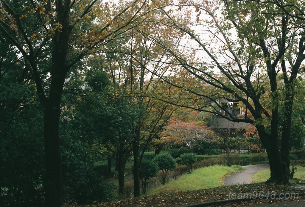 CONTAX RXとPlanar50mm 業務用400の作例