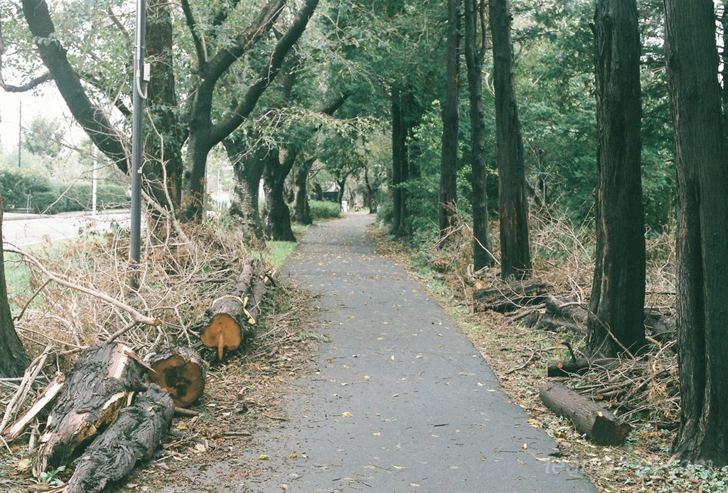 CONTAX RXとPlanar50mm 業務用400の作例