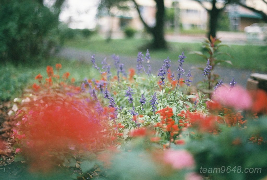 CONTAX RXとPlanar50mm 業務用400の作例