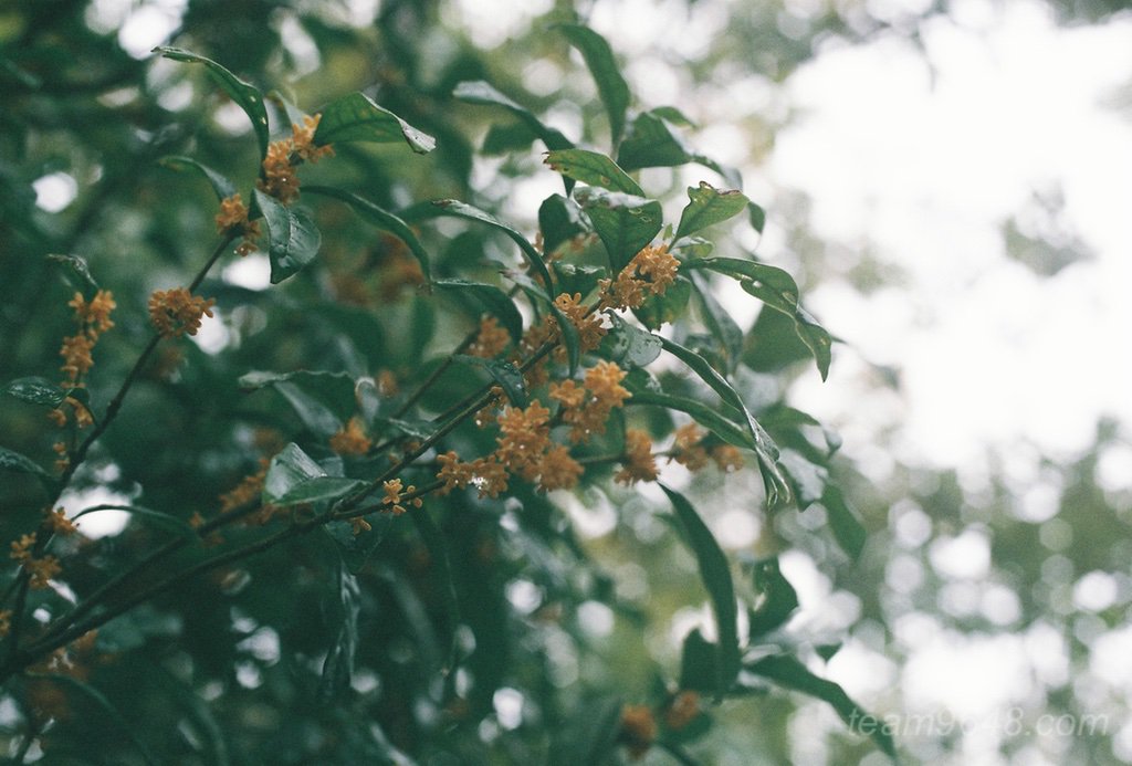 CONTAX RXとPlanar50mm 業務用400の作例