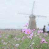 佐倉 コスモスフェスタ2019 開花状況