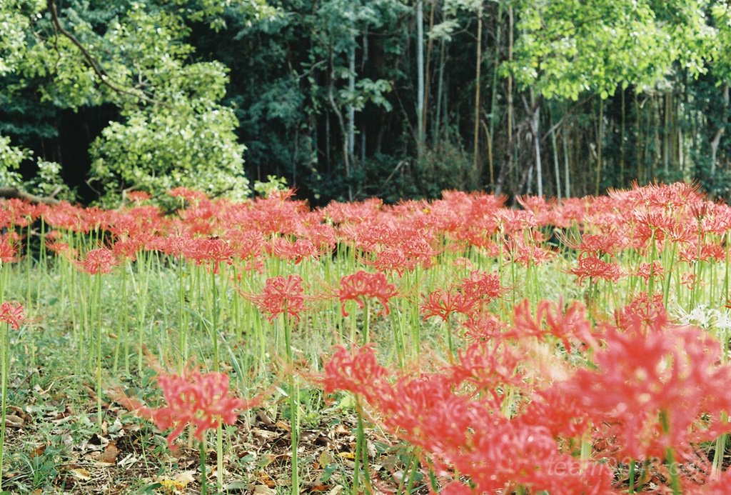 Kodak GOLD200で撮る彼岸花