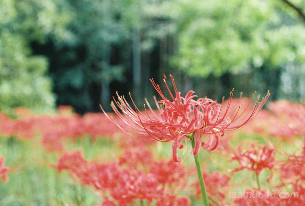Kodak GOLD200で撮る彼岸花