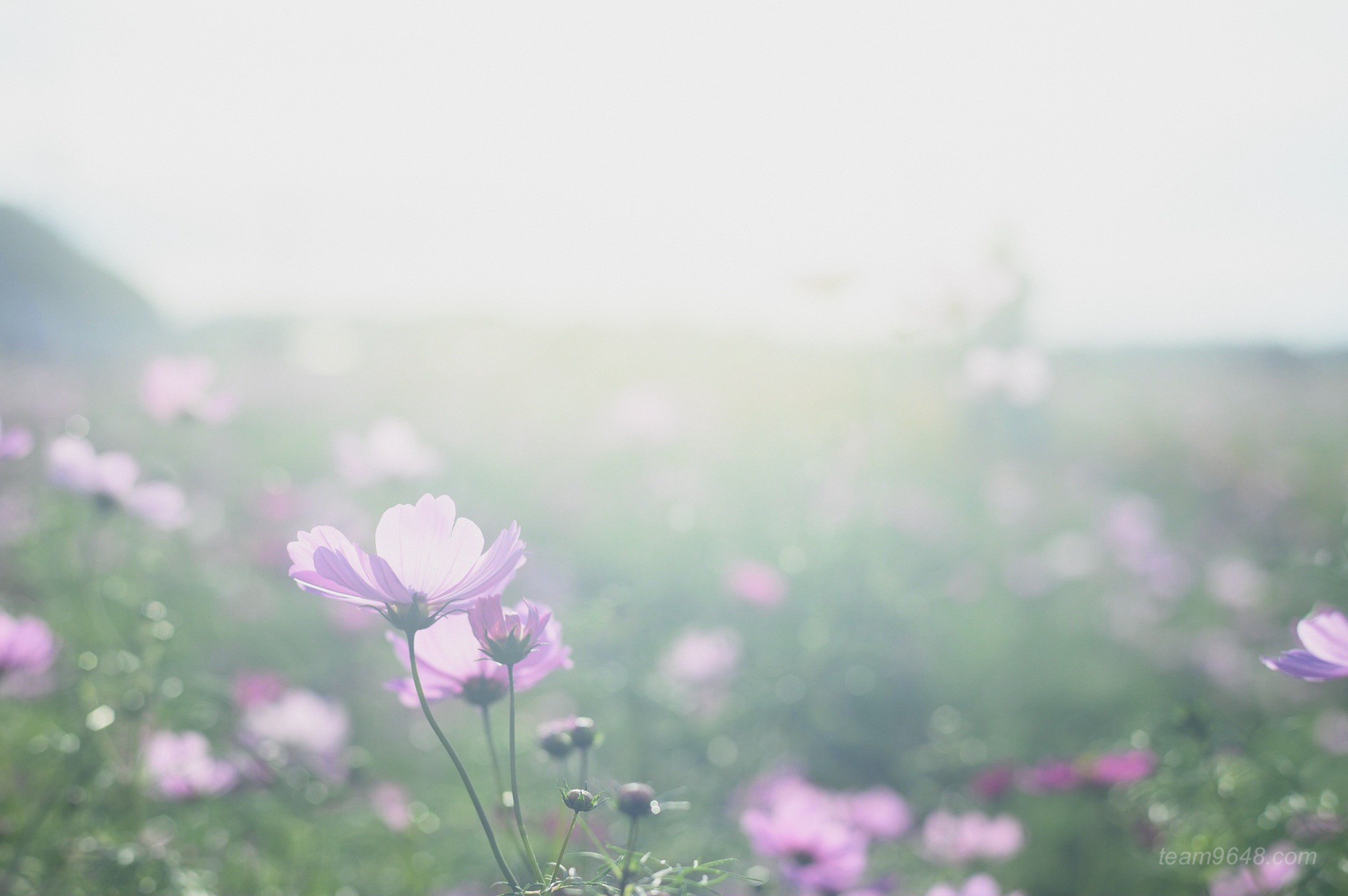 Nikon Z6 CONTAX Planar 50mm 作例