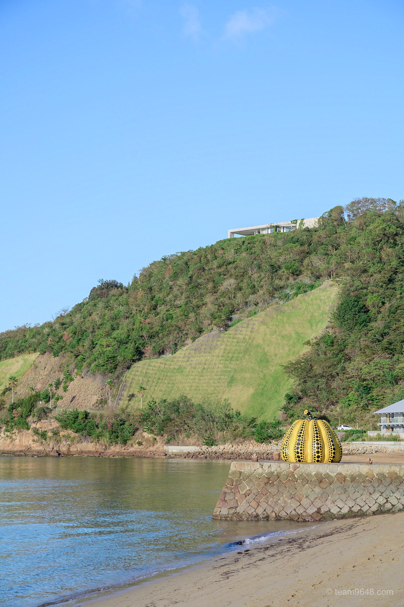 直島 南瓜