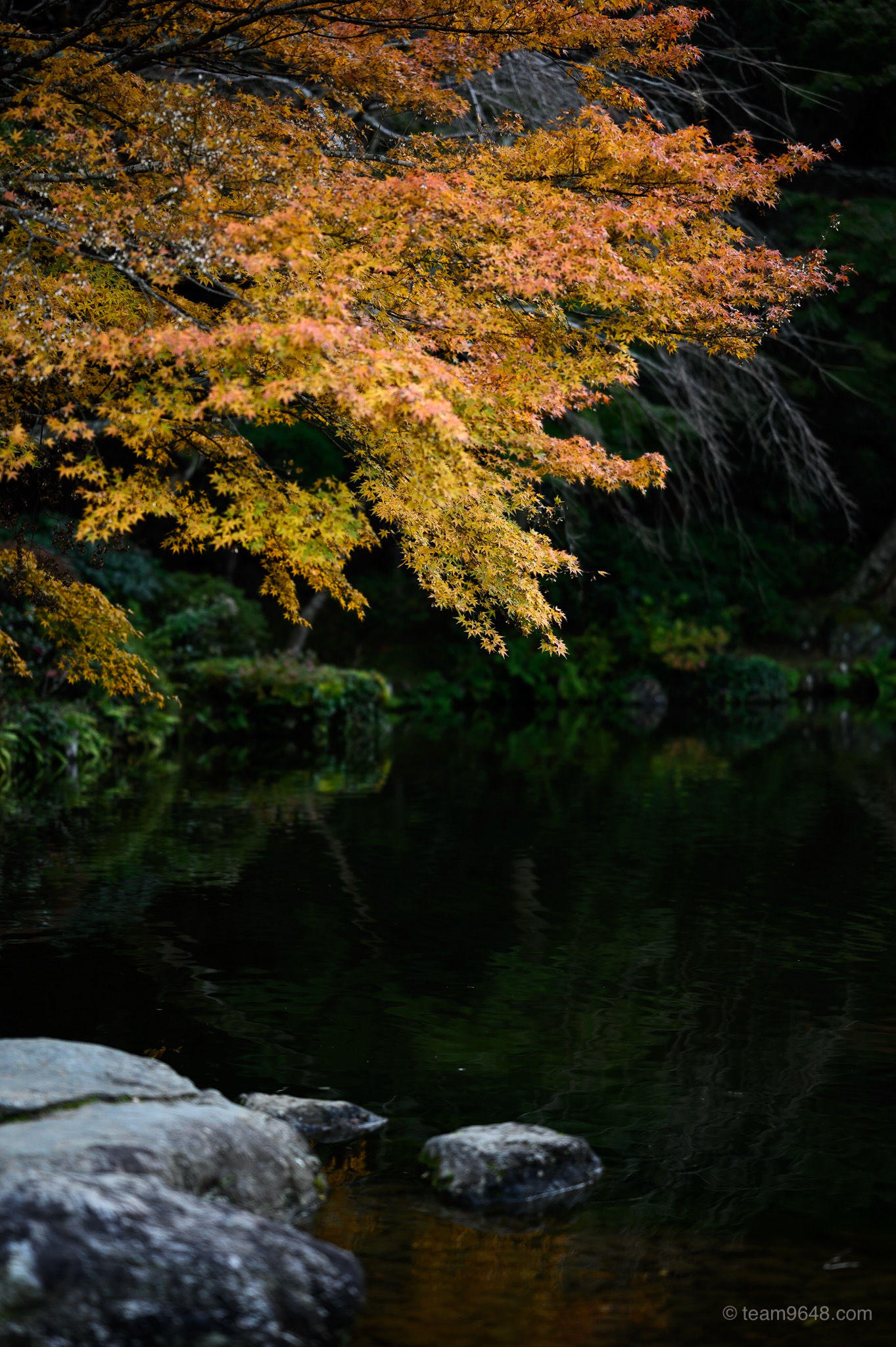 成田山公園 紅葉 秋