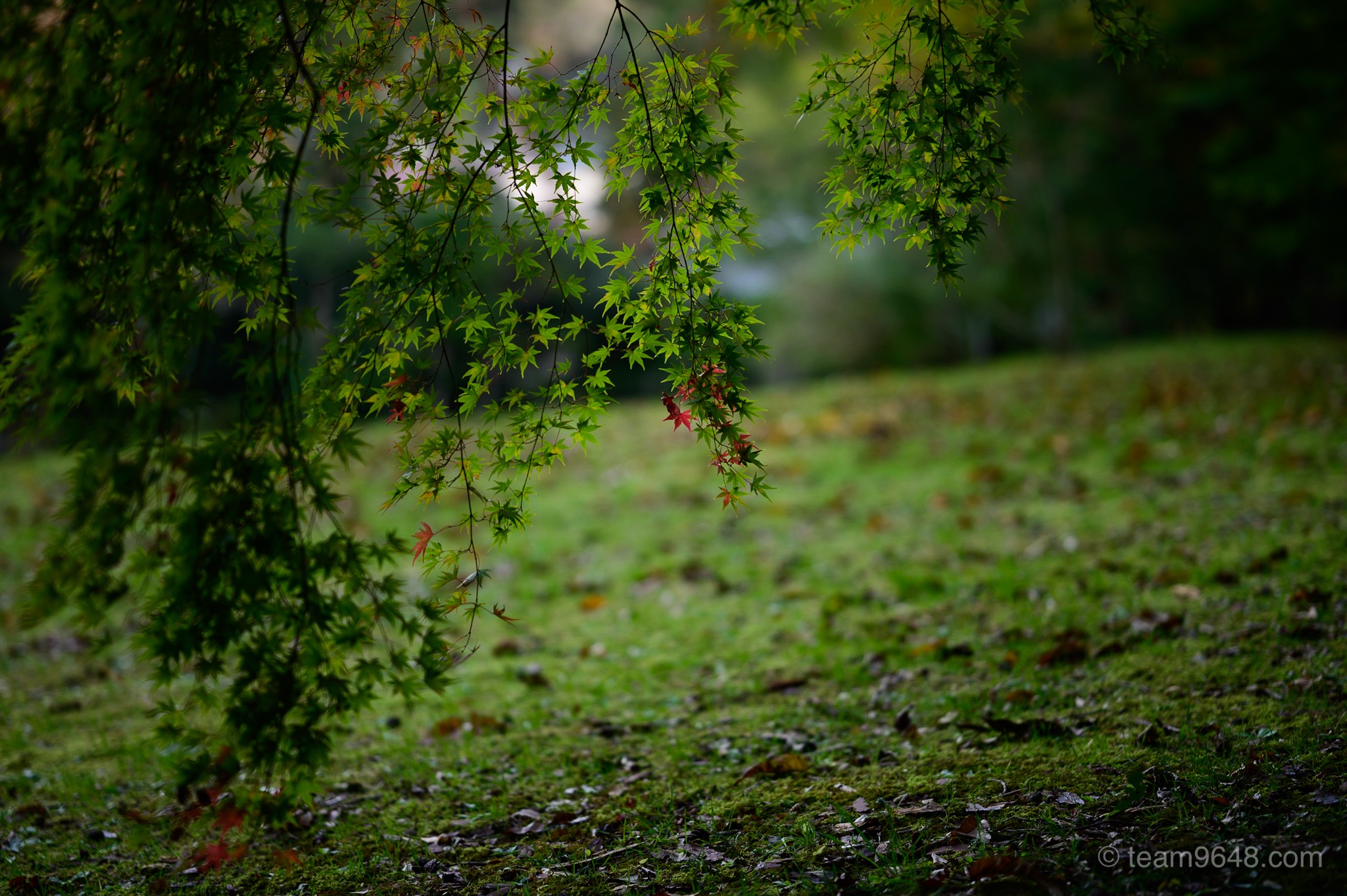 成田山公園 紅葉 秋