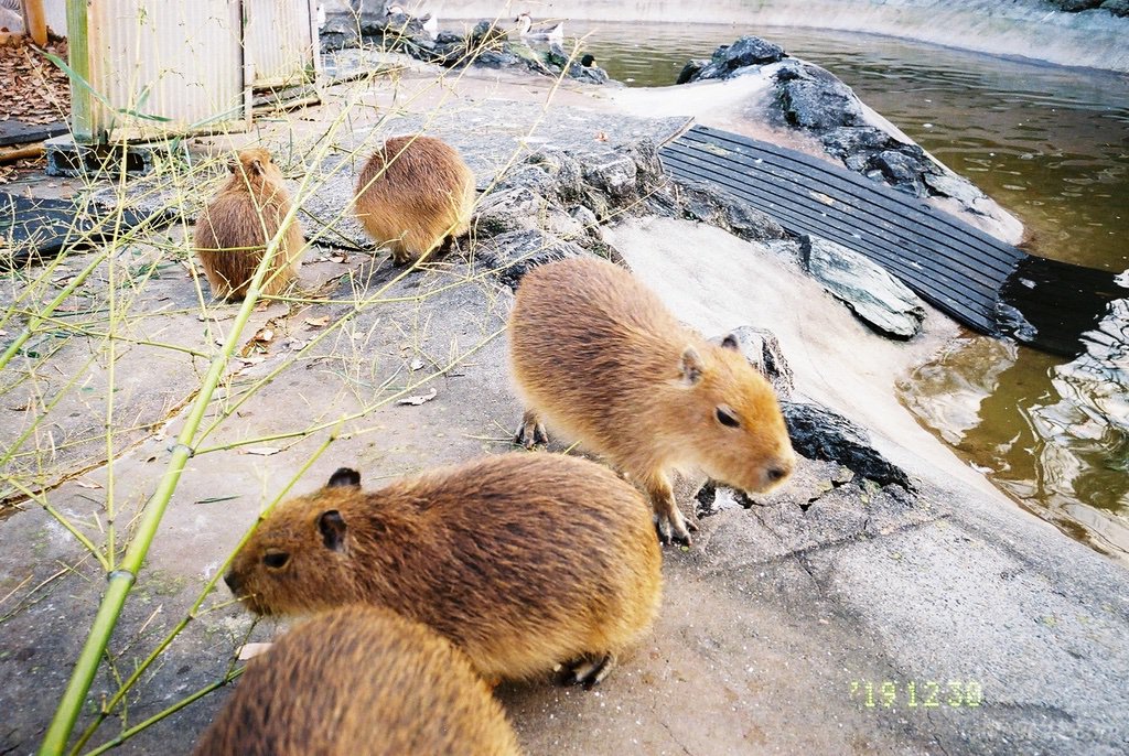 ぞうの国