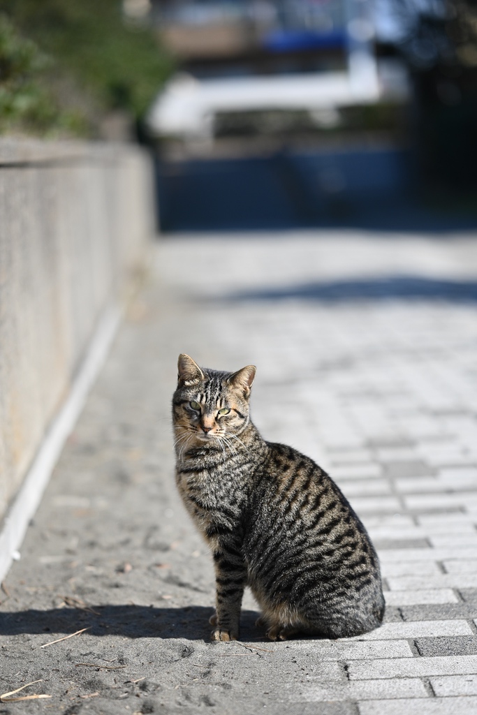 Nikon Z6 / Z85mm f/1.8 作例